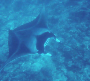 2. Manta am Manta Point