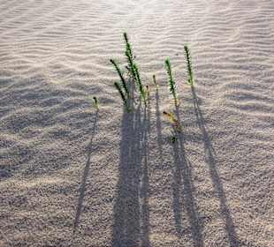Pflanzen im Dünensand 