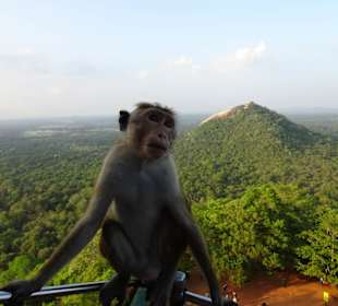 Elefantenreiten Sigiriya