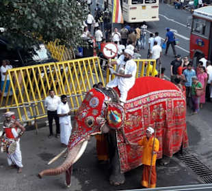 Geschmückte Elefanten.. Perahera in Kandy