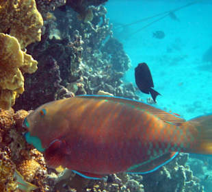 Papageienfisch beim Korallenknappern