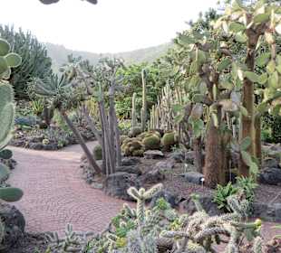 Kakteengarten
