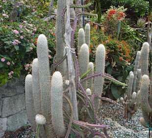 Kakteengarten
