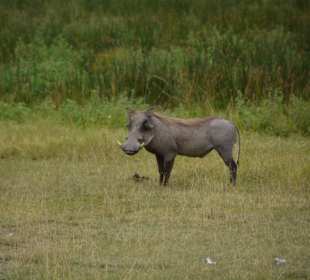 Warzenschwein im Juni