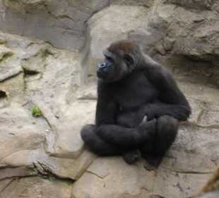 Gorillas