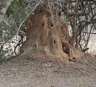Termitenhügel im Yala Nationalpark