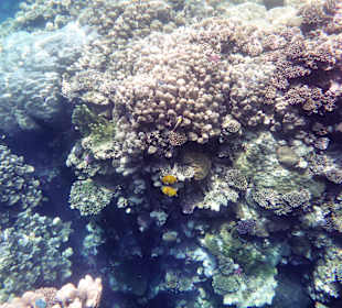 Schnorcheln El Quseir