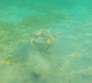 Schnorcheln Marsa Alam