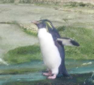 Berliner Zoo