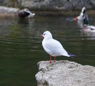Parkanlage Planten un Blomen