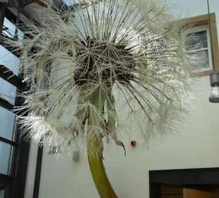 Löwenzahn unter der Decke des Museums-Foyer