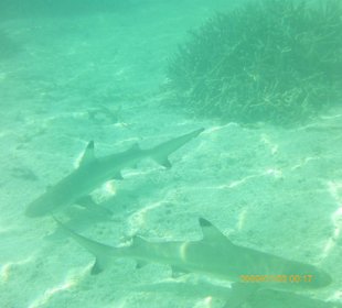 Schnorcheln mit Haien in Strandnähe (Holiday Island Resort)