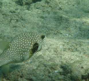 Hotel Sea Life Resort