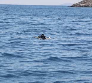 Schifffahrt 3 Insel Tour Kos