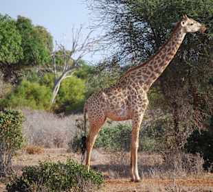 Eine Giraffe bei Fressen