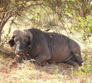 Der Bueffel in Tsavo Ost