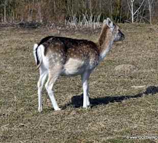 Wildgehege im Schlosspark