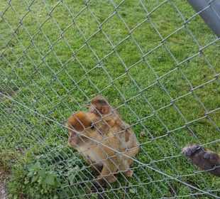 Aus dem Raritäten Zoo Ebbs