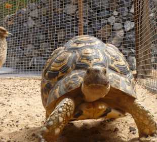 Schildkröte im Dschungelpark