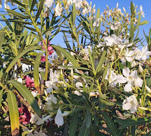 Tolles Blumenmeer am Zenith