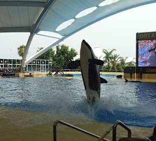 Teneryfa Loro Park, pokaz orek