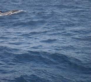 Delphine vor Fuerte - zu sehen nur beim Segeln!