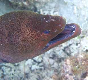 Schnorcheln Marsa Alam