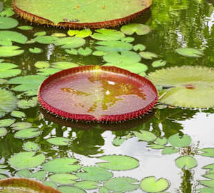 Rundgang durch den Jardin d´Eden