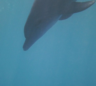 Tauchen bei der Dive Connection
