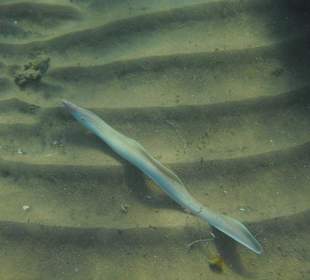 Weiße Muräne