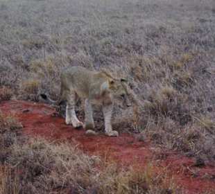 Safari Tsavo West