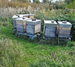 Bienenstöcke auf dem Gelände der Wasserkunst