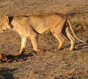 Tsavo West / - Ost / Amboselli