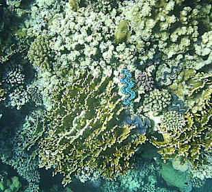 Schnorcheln am Riff vom Magic Tulip Resort (02/2018)