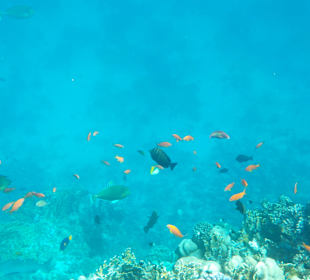 Schnorcheln Marsa Alam