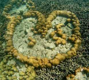 Schnorcheln Koh Lipe
