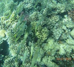 Am Hausriff direkt vor dem Hotel