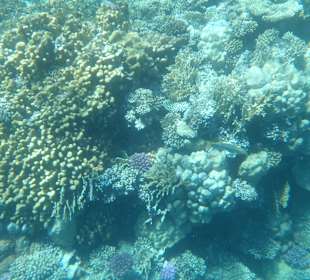 Unterwasserwelt Bootstour Utopia