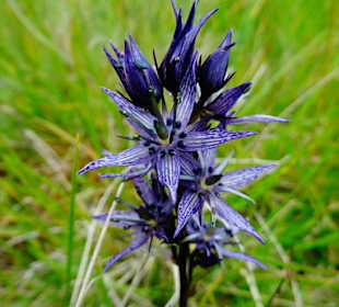 Sumpfenzian unweit der Hütte