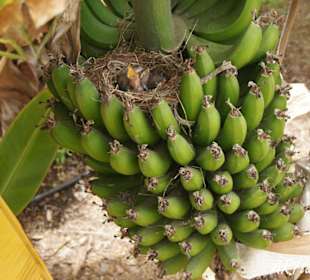 Amsel in der Bananenstaude