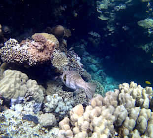 Am wunderschönen Hausriff