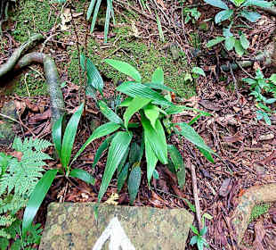 Parque Natural Obô do Príncipe