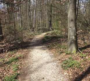 Waldsportpfad im Wasenwald