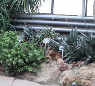 Unteres Kakteenhaus