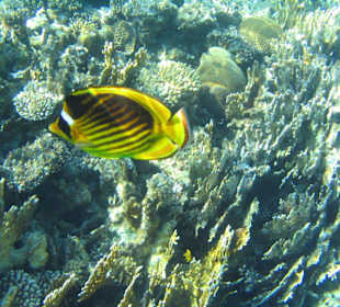 Tabakfalterfisch am Hausriff