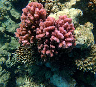 Das intakte Hausriff