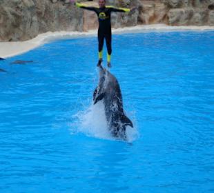 Shows und Unterhaltung