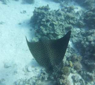 Ein Flossenschlag...