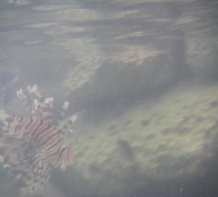 Rot-Feuerfisch