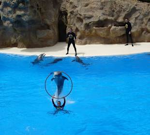 Arbeiten mit den Delfinen